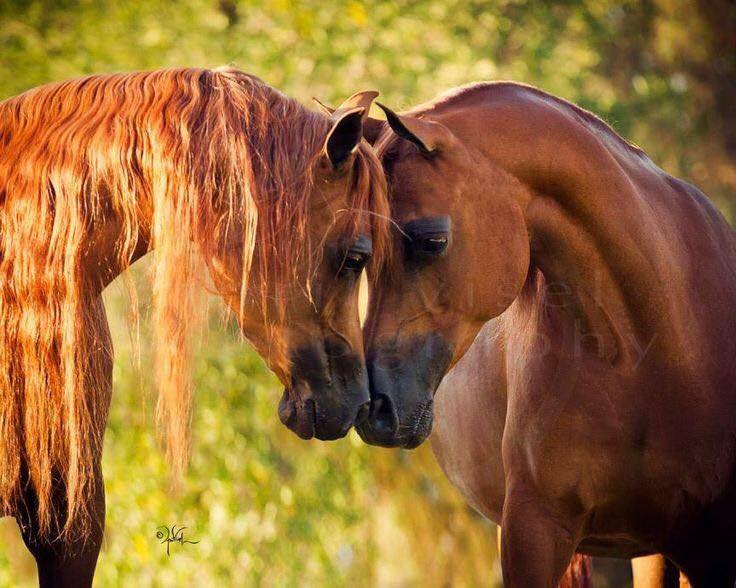 Arabian mares Azalea and Amelia B